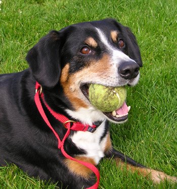 entlebucher mountain dog