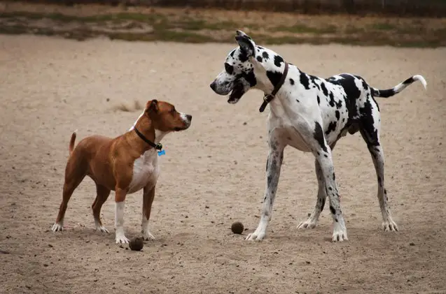 6 off leash tips for the dog park