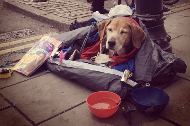 file this under ideas we love pet food bank opens in toronto