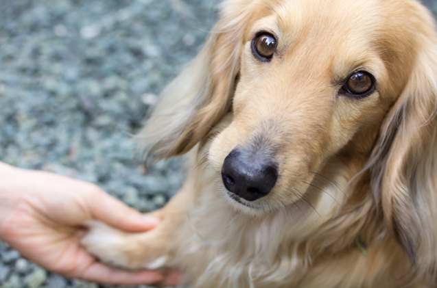 basic dog tricks shake a paw