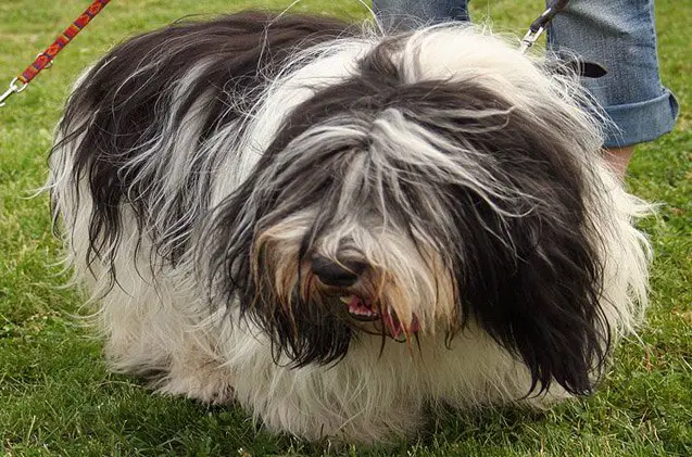 polish lowland sheepdog