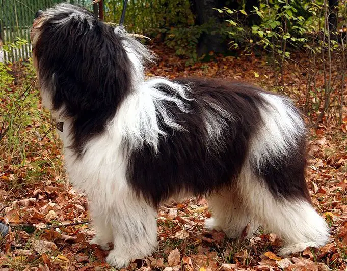 polish lowland sheepdog