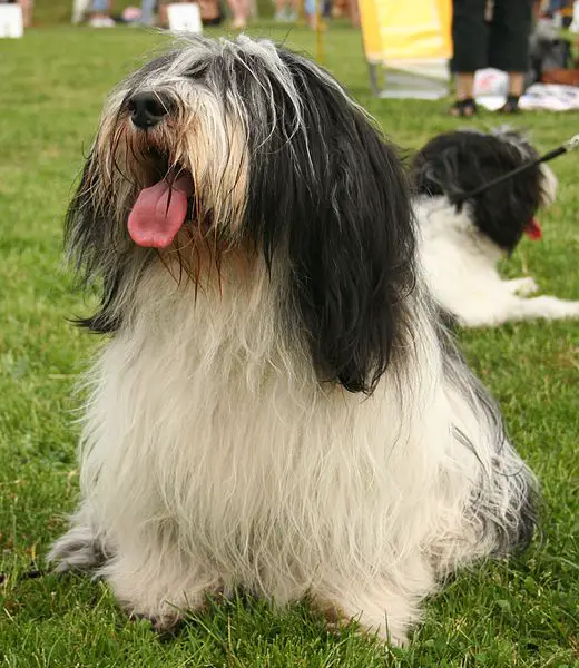 polish lowland sheepdog