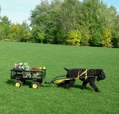 black russian terrier