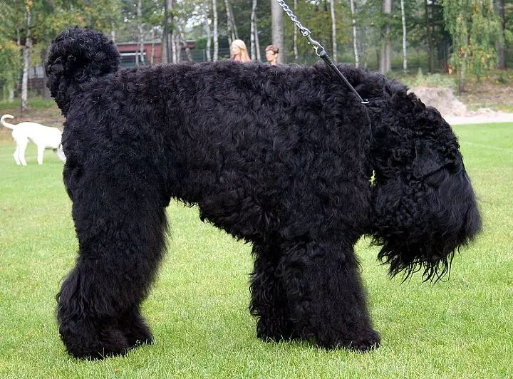 black russian terrier