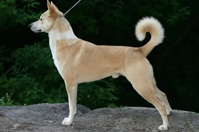 canaan dog