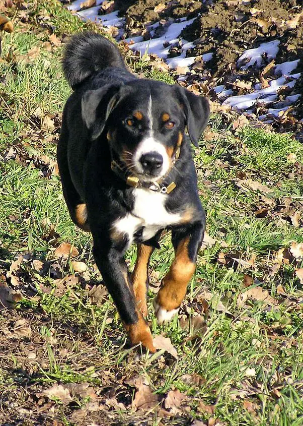 appenzeller sennenhunde