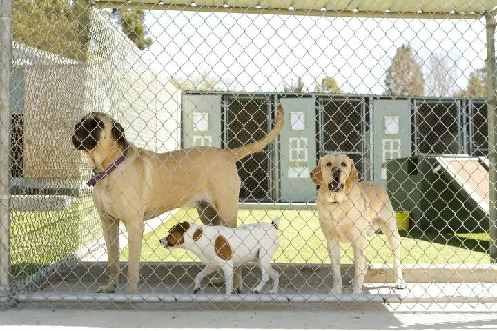 pros and cons dog boarding kennels vs in home boarding