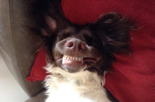 upside down dog of the week alfie