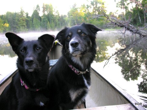 5 pet portaging tips for canoeing with your dog