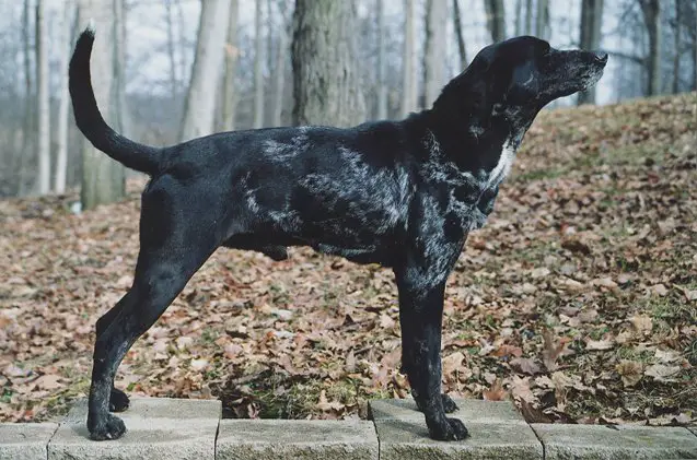 american leopard hound