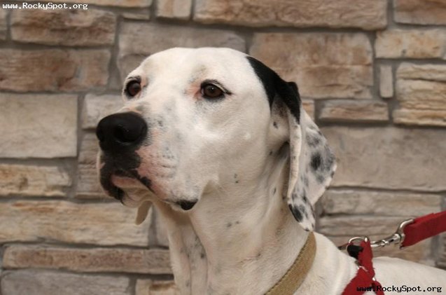 adoptable dog of the week spankee