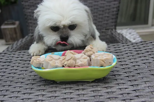 peanut butter and carob frozen dog treat recipe