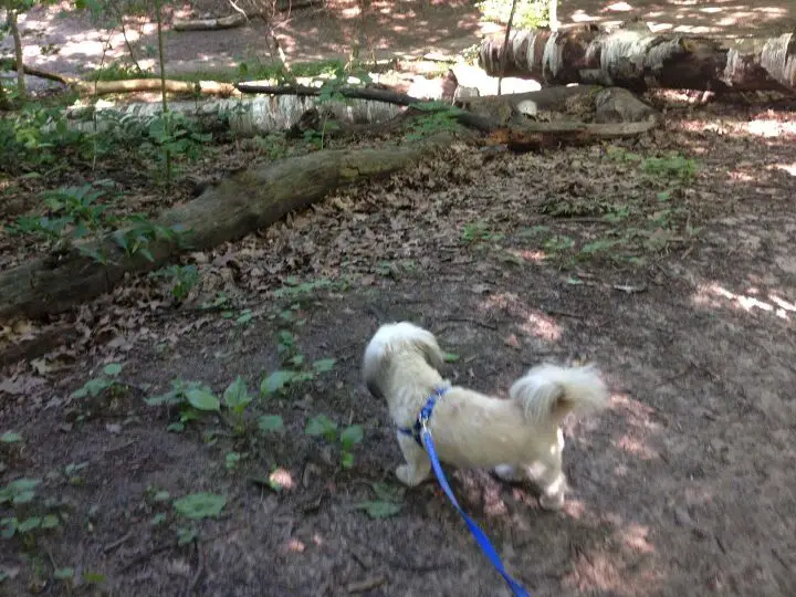 take a hike adventures in dog hiking part 2