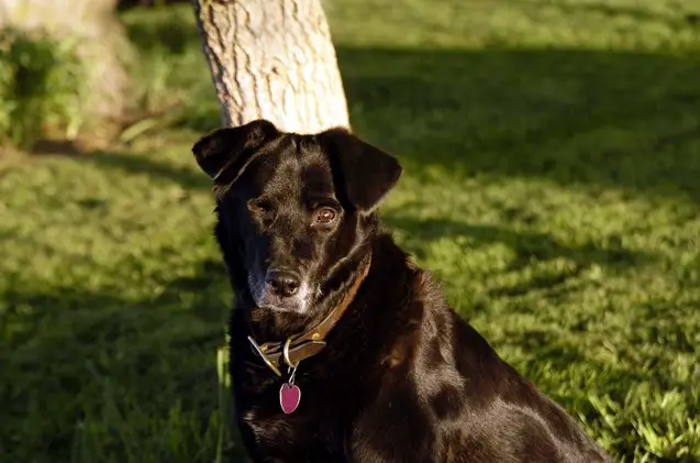 what you should know about adopting a special needs dog