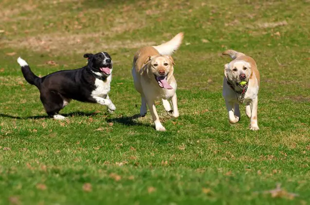 how do you know if dog daycare is safe