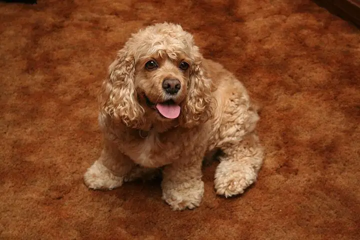 american cocker spaniel