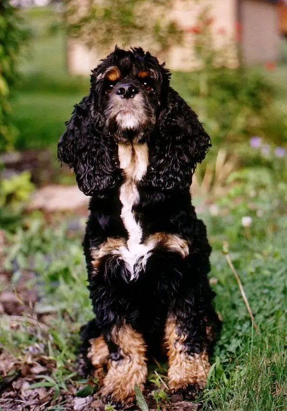 american cocker spaniel