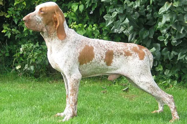 bracco italiano