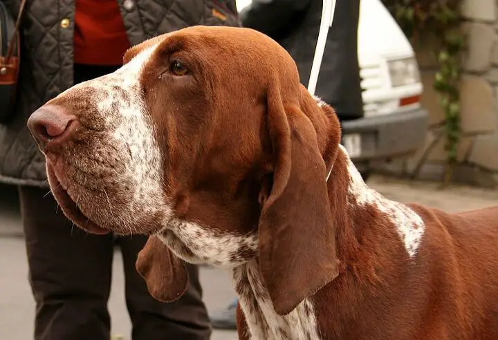 bracco italiano