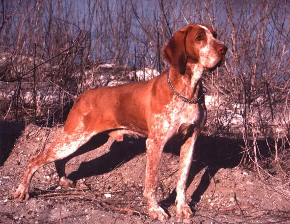 bracco italiano