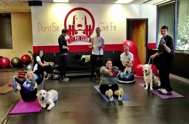 fitness with fido get moving and get muttivated