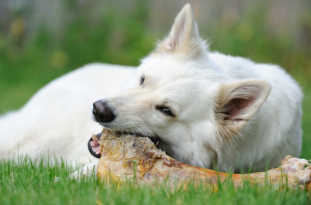 the importance of raw bones for dogs