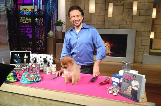 three stylish tips for diy dog grooming success