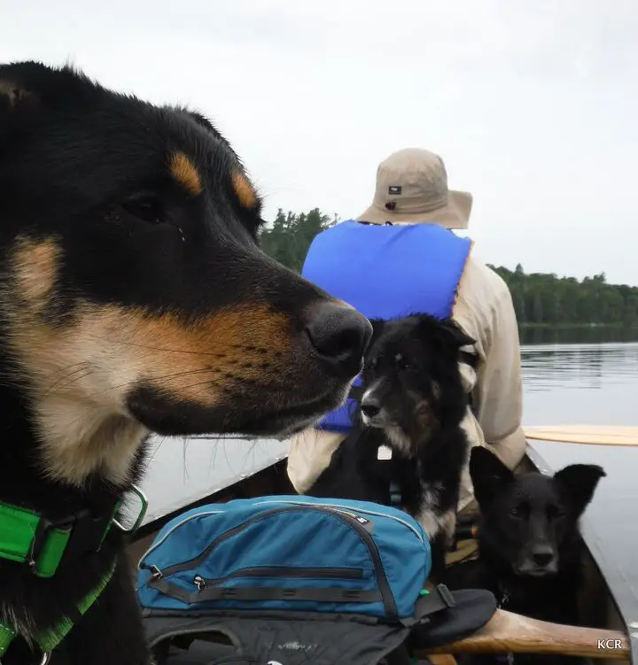 up the creek adventures in canine canoeing part 2