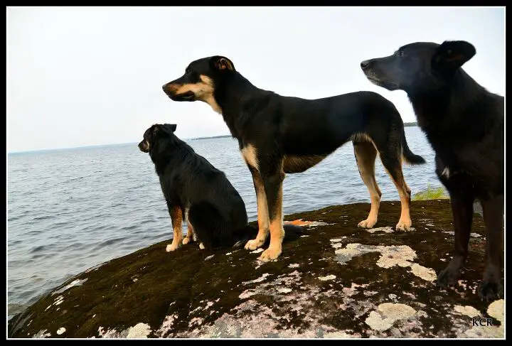 up the creek adventures in canine canoeing part 4