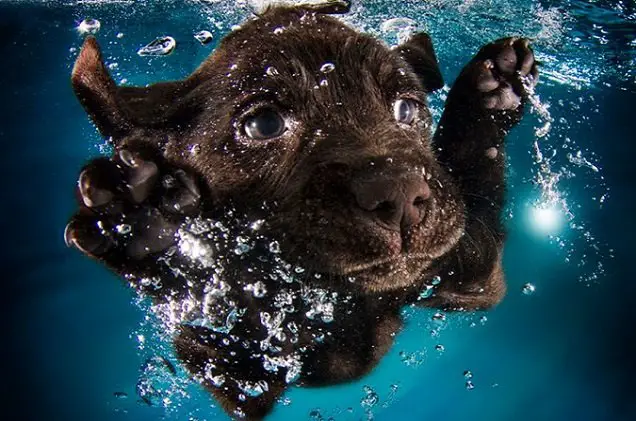 cannonball check out these adorable pictures of puppies underwater