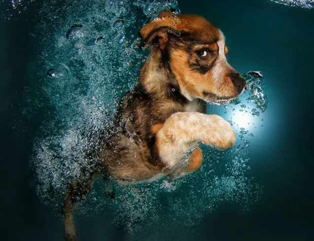 cannonball check out these adorable pictures of puppies underwater