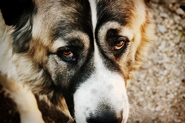 caucasian shepherd dog