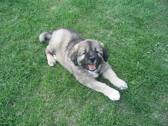 caucasian shepherd dog