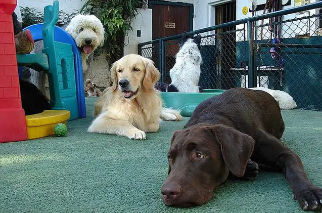 dog parent alert is doggie daycare a scam