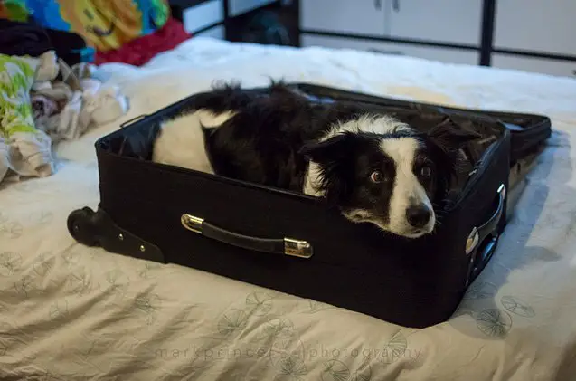 safety tips flying with a dog