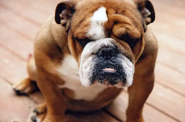 top 10 friendliest dog breeds