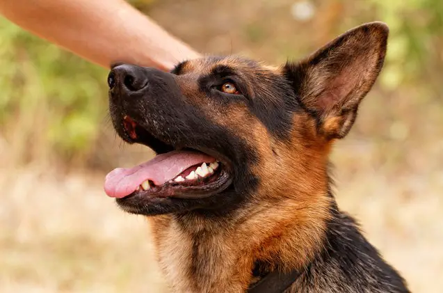 top 10 friendliest dog breeds