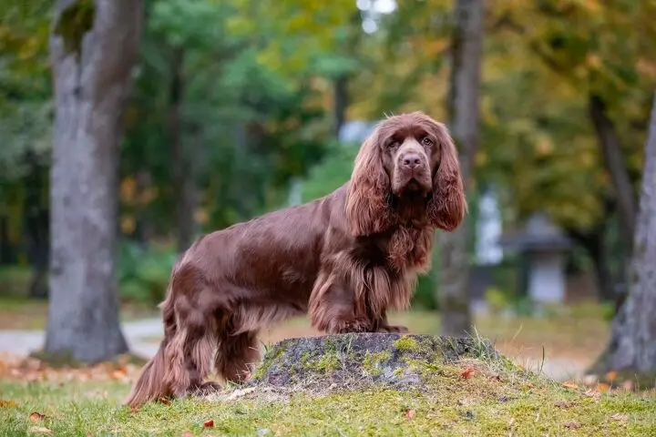 sussex spaniel