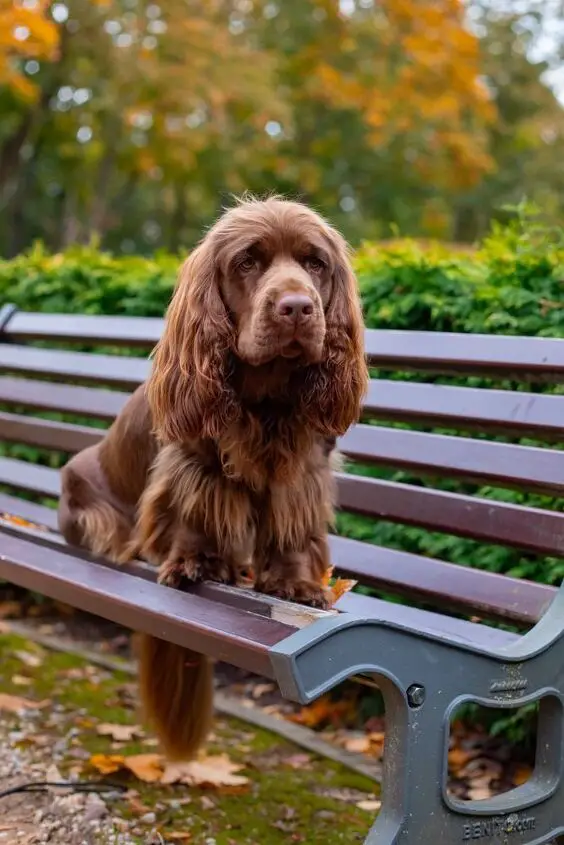 sussex spaniel