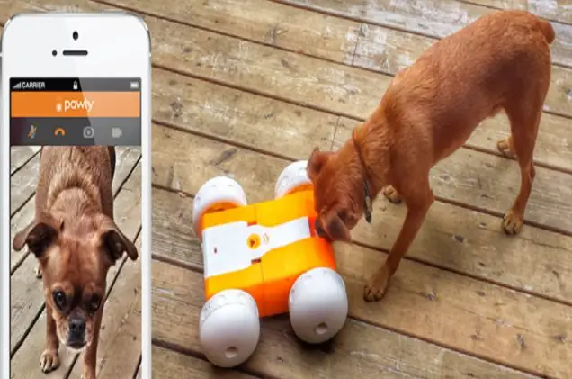 pawly lets you play with your pet even when youre not home video