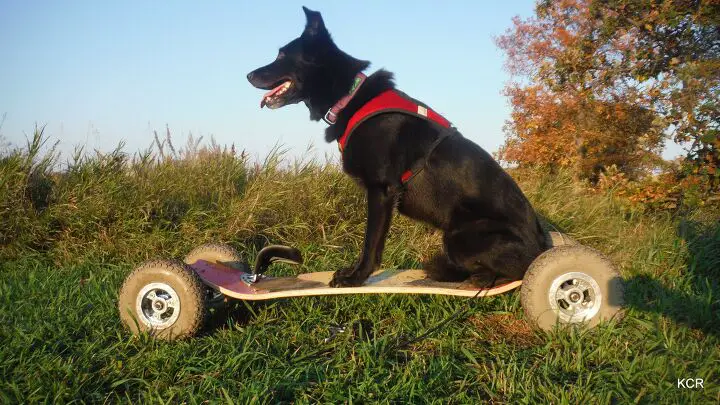 mountain boarding with dogs off roading adventures powered by pooches