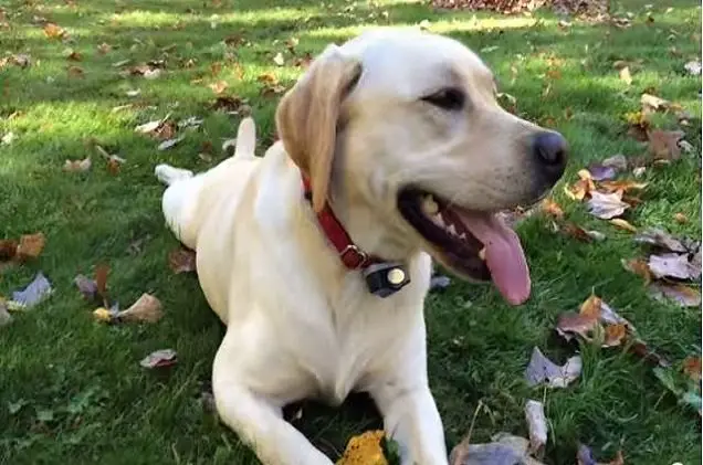 a lab and her leaves this is what pure joy looks like video