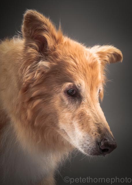 these beautiful photos of old dogs will bring a tear to your eye