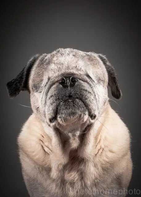 these beautiful photos of old dogs will bring a tear to your eye