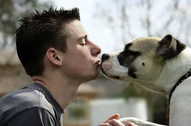 therapy dogs may be the key to less stress and loneliness at colleges