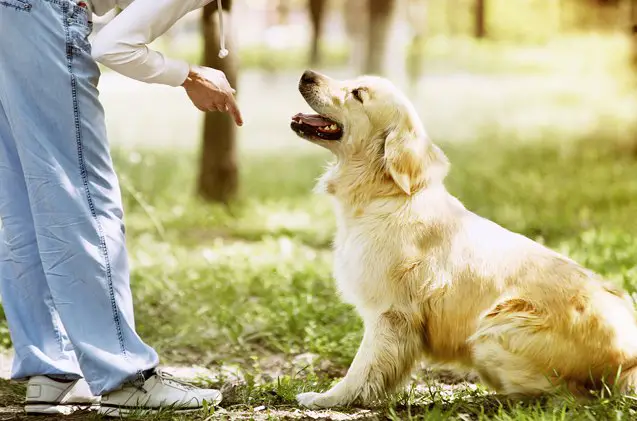 how to train a puppy to sit