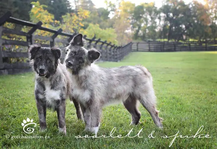 dog tales sanctuary is like heaven on earth for dogs and people