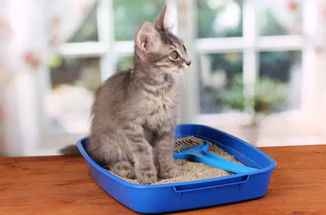 what is the best cat litter for your kitty