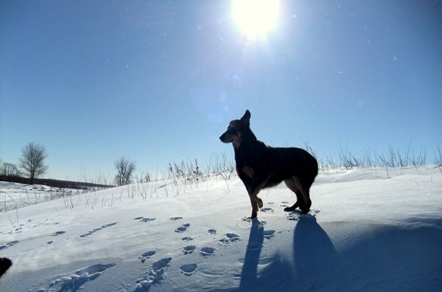 nine toasty tips to keep your senior dog warm outdoors this winter